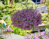Scaevola Surdiva® Super Purple
