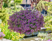 Scaevola Surdiva® Super Purple