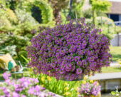 Scaevola Surdiva® Super Purple