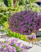 Scaevola Surdiva® Super Purple