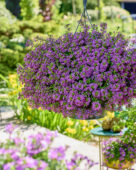 Scaevola Surdiva® Super Purple
