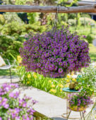 Scaevola Surdiva® Super Purple