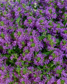 Scaevola Surdiva® Super Purple