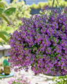 Scaevola Surdiva® Super Purple