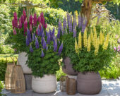 Lupinus Lupinova™ Lyanna, Lupinus Lupinova™ Lenora, Lupinus Lupinova™ Cutie, Lupinus Lupinova™ Cierra