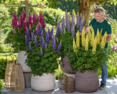 Lupinus Lupinova™ Lyanna, Lupinus Lupinova™ Lenora, Lupinus Lupinova™ Cutie, Lupinus Lupinova™ Cierra