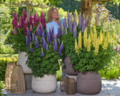 Lupinus Lupinova™ Lyanna, Lupinus Lupinova™ Lenora, Lupinus Lupinova™ Cutie, Lupinus Lupinova™ Cierra