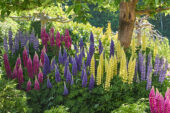 Lupinus Lupinova™ Lyanna, Lupinus Lupinova™ Lenora, Lupinus Lupinova™ Cutie, Lupinus Lupinova™ Cierra