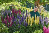 Lupinus Lupinova™ Lyanna, Lupinus Lupinova™ Lenora, Lupinus Lupinova™ Cutie, Lupinus Lupinova™ Cierra