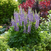 Lupinus Lupinova™ Cierra
