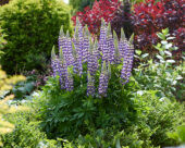 Lupinus Lupinova™ Cierra