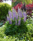 Lupinus Lupinova™ Cierra