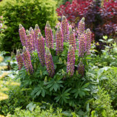Lupinus Lupinova™ 