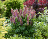 Lupinus Lupinova™ 
