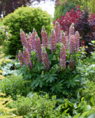 Lupinus Lupinova™ 