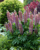 Lupinus Lupinova™ 