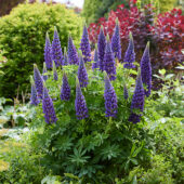 Lupinus Lupinova™ Lyanna