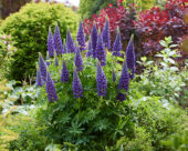 Lupinus Lupinova™ Lyanna