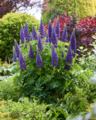 Lupinus Lupinova™ Lyanna