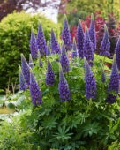 Lupinus Lupinova™ Lyanna