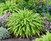 Hosta Party Streamers