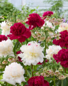 Pioenen en Allium siculum mix