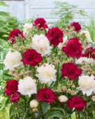 Pioenen en Allium siculum mix