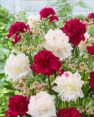 Pioenen en Allium siculum mix