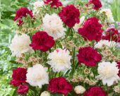 Pioenen en Allium siculum mix