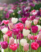Tulipa triumph mix