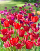 Tulipa rood gemengd