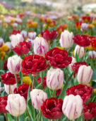 Tulipa Flaming Flag, Uncle Tom