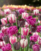 Tulipa purple mix