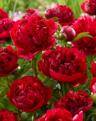 Paeonia Christmas Velvet