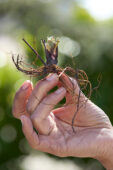 Aardbeien planten