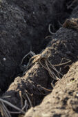 Asperges planten