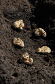 Zantedeschia bollen planten