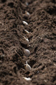 Knoflook tenen planten