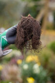 Astilbe planten