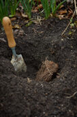 Astilbe planten