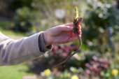 Papaver planten