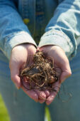 Canna planten