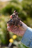 Canna planten