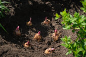 Leliebollen planten