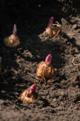 Leliebollen planten