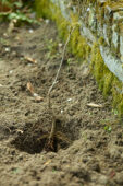 Campsis planten