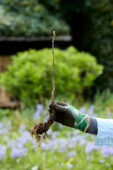 Campsis planten