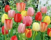 Tulipa Darwin Hybrids mixed