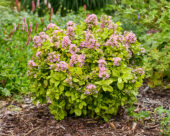 Escallonia laevis Pink Lemon