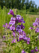 Penstemon